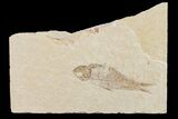 Fossil Fish (Knightia) - Wyoming #159565-1